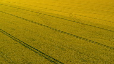 空中视图黄色的粮食场成熟小麦场农业景观